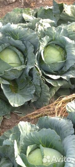 Капуста оптом