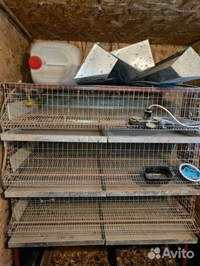 Клетки для перепелов бу