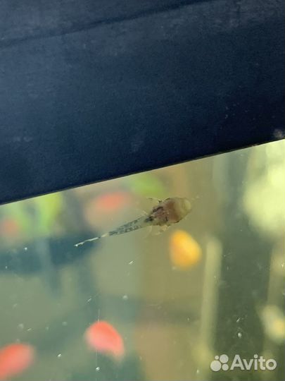 Сом анцитрус