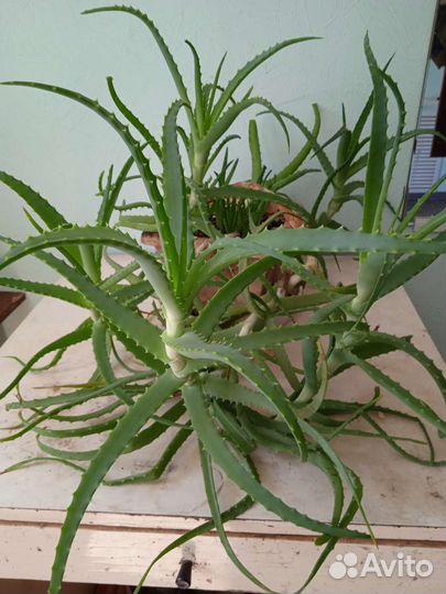 Алоэ лечебный