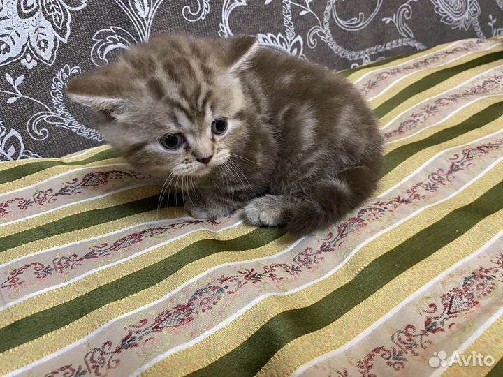 Шотландские и британские котята