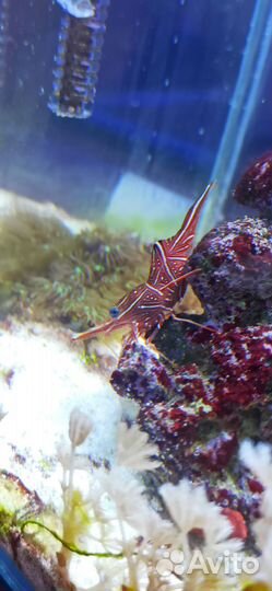 Морской аквариум10 литров. Живые кораллы