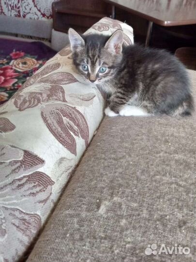 Котята в хорошие руки