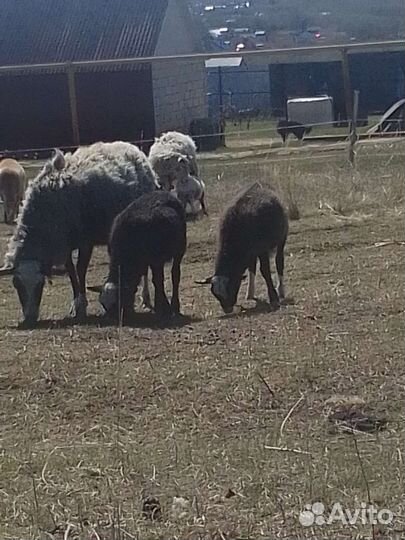 Баранчик романовской и катумской породы