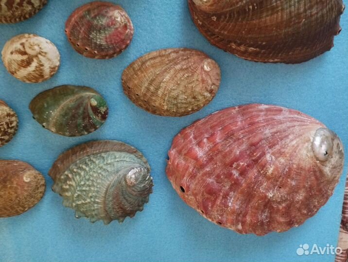 Коллекция ракушек Галиотисов (25 штук)