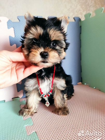 Йоркширский цветной терьер девочка куколка бивер