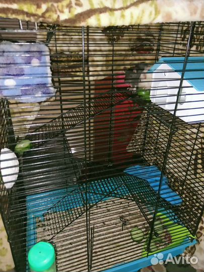 Приют/передержка грызунов