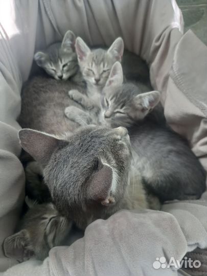 Котята в добрые руки. Живут на улице