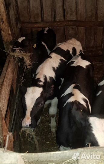 Бычки. Телята