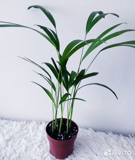 Комнатные цветы,растения Пальма Арека