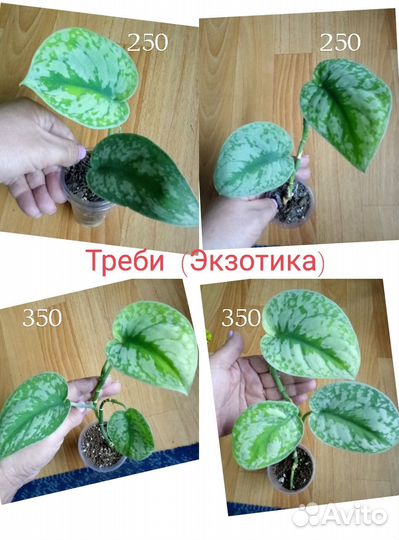 Сциндапсусы, эпипремнумы