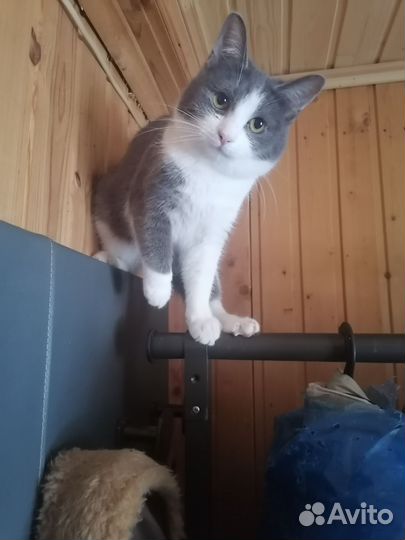 Котик, 9 мес., в добрые руки