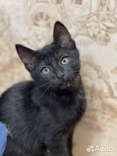 Котята мальчики