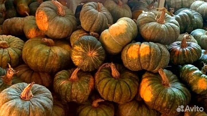 Тыква домашняя