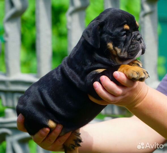 Английский бульдог,девочка