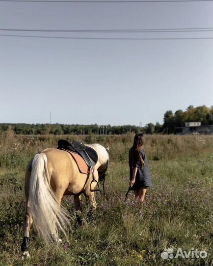 Башкирская лошадь