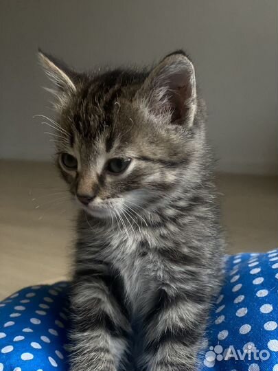 Котик в добрые руки