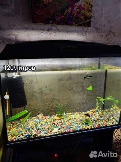 Аквариум