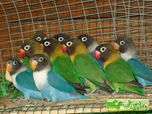 Попугаи,смеющиеся горлица,калифорнийские и виргинс