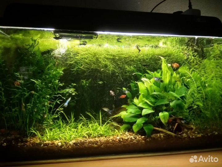 Анциструсы - альбиносы, чёрные