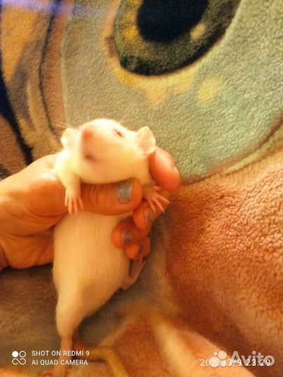 Крысята сиамские дамбо*Клетка 50 *33