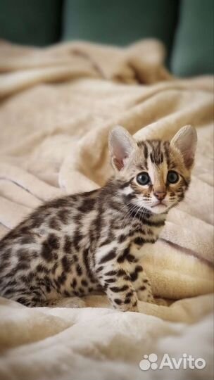 Бенгал алк Ф1