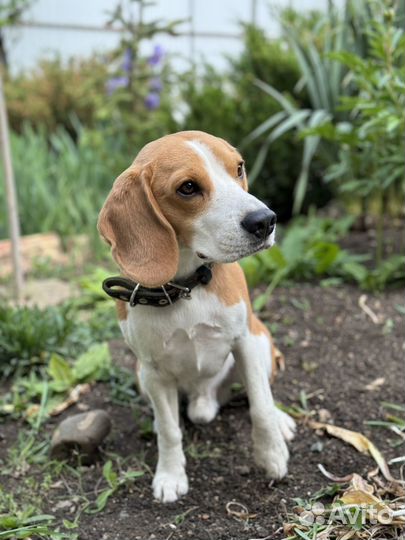 Вязка кобель бигль