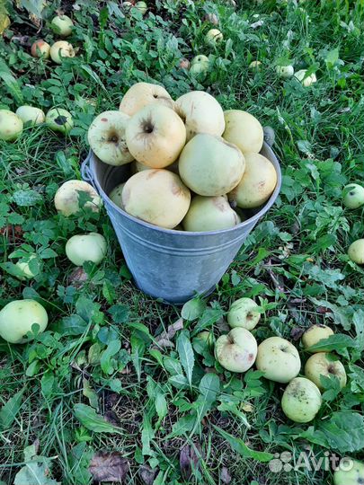 Яблоки домашние антоновка