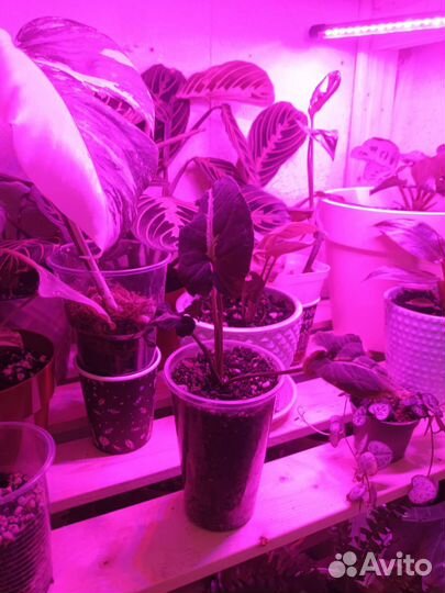 Комнатные Цветы Блог