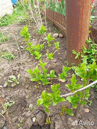 Вейгела саженец