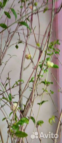 Ирис живучка Ромашка белая голубая