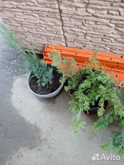 Можжевельник