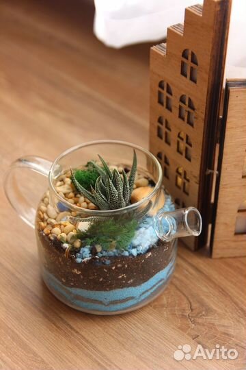 Флорариум, комнатные цветы