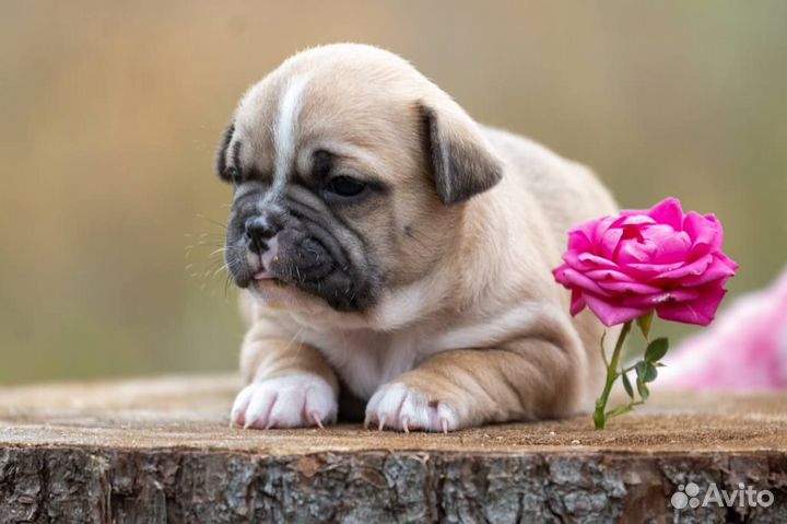 Продажа щенков Коди