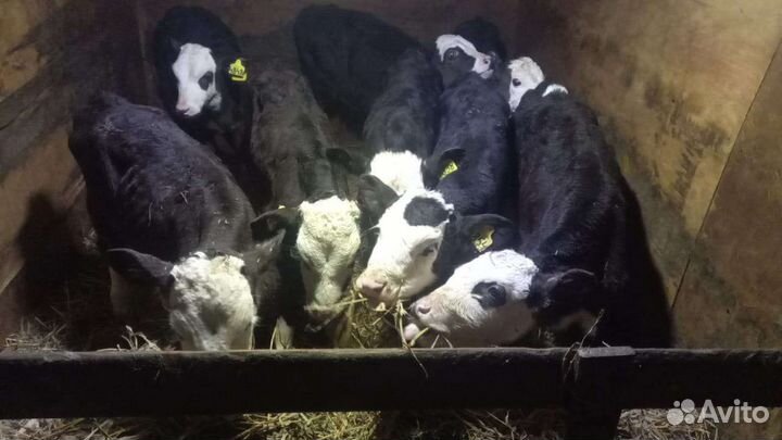 Телята бычки свежий завоз. от 1м месяцев
