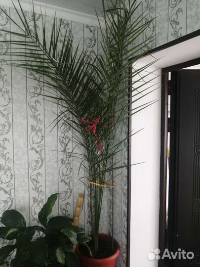 Продам финик