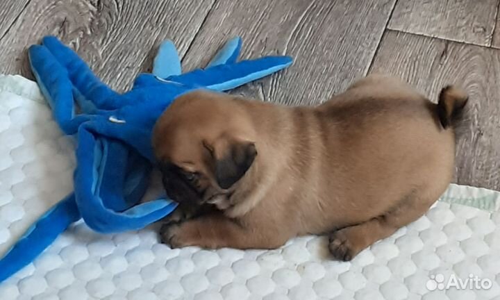 Мопсики курносики