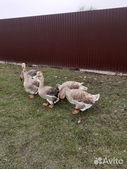 Холмогорские гуси