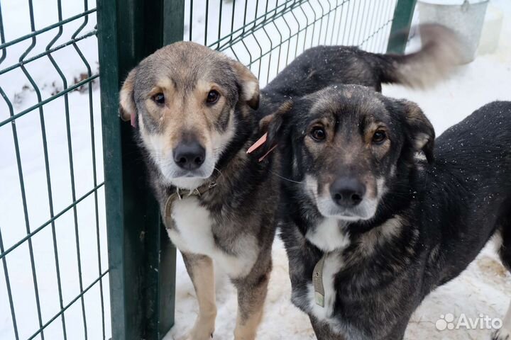 Собаки в добрые руки