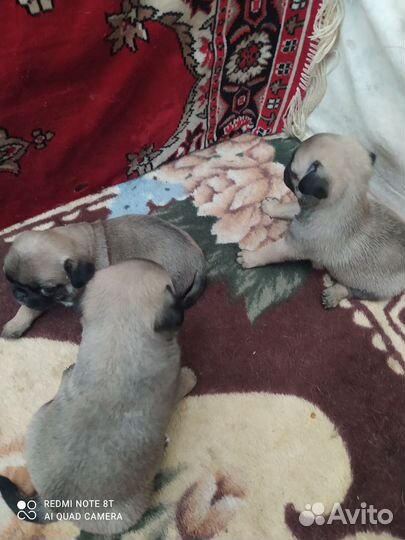 Щенки мопса девочки