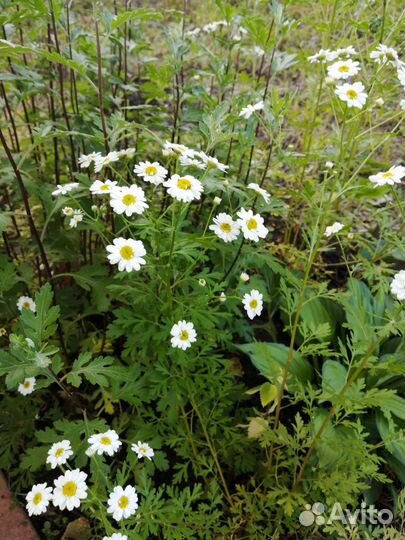 Милые ромашечки