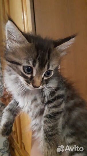 Котята ищут дом и любящих хозяев