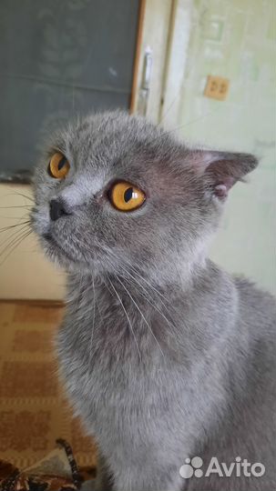 Найдена кошка