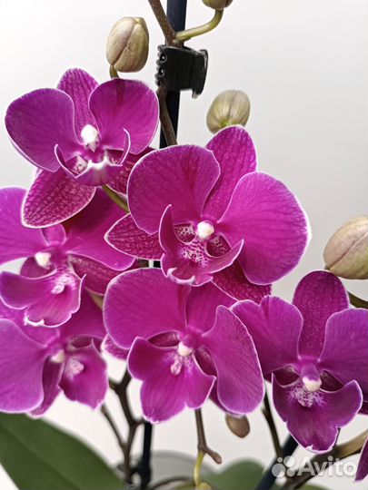 Орхидея Биг Лип мультифлора