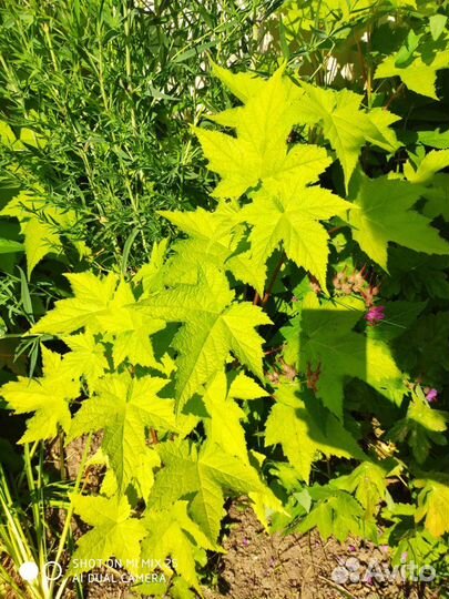 Белая сирень, махровая сирень, Малиноклен