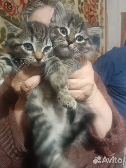 Умные котята