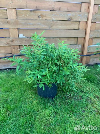 Спирея большая широбана