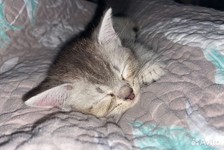 Котенок британец