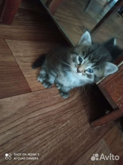 Котик и кошечка