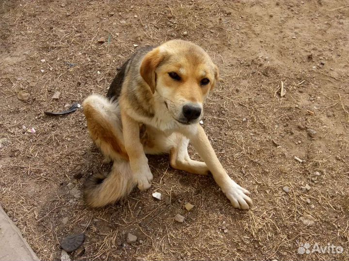 Собака бесплатно